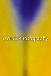flower-2